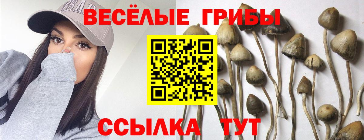 Псилоцибиновые грибы Psilocybe Бор